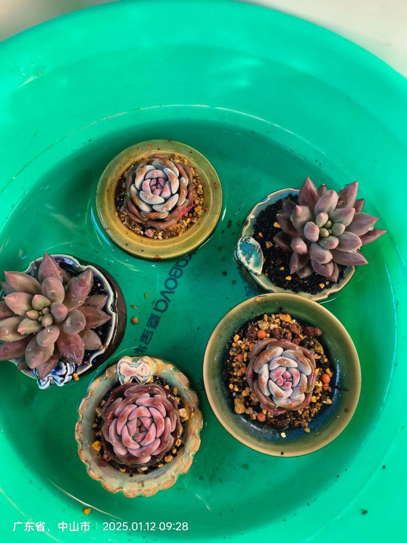 多肉幼苗入盆叶片发蔫怎么办？-第3张图片-吾爱花网