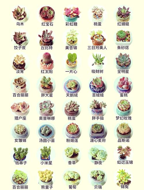 多肉名字有哪些？附图片看这里！-第1张图片-吾爱花网