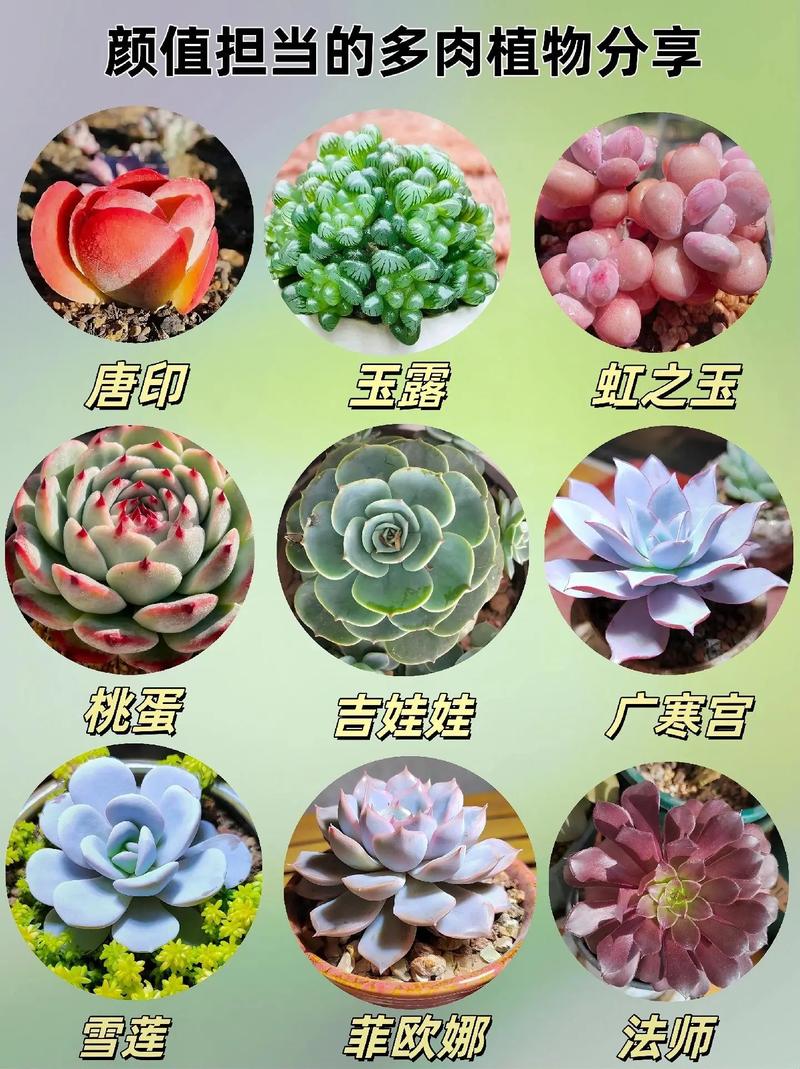 多肉名字有哪些？附图片看这里！-第3张图片-吾爱花网