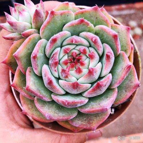 吉娃娃盆栽怎么养？有哪些品种？-第3张图片-吾爱花网