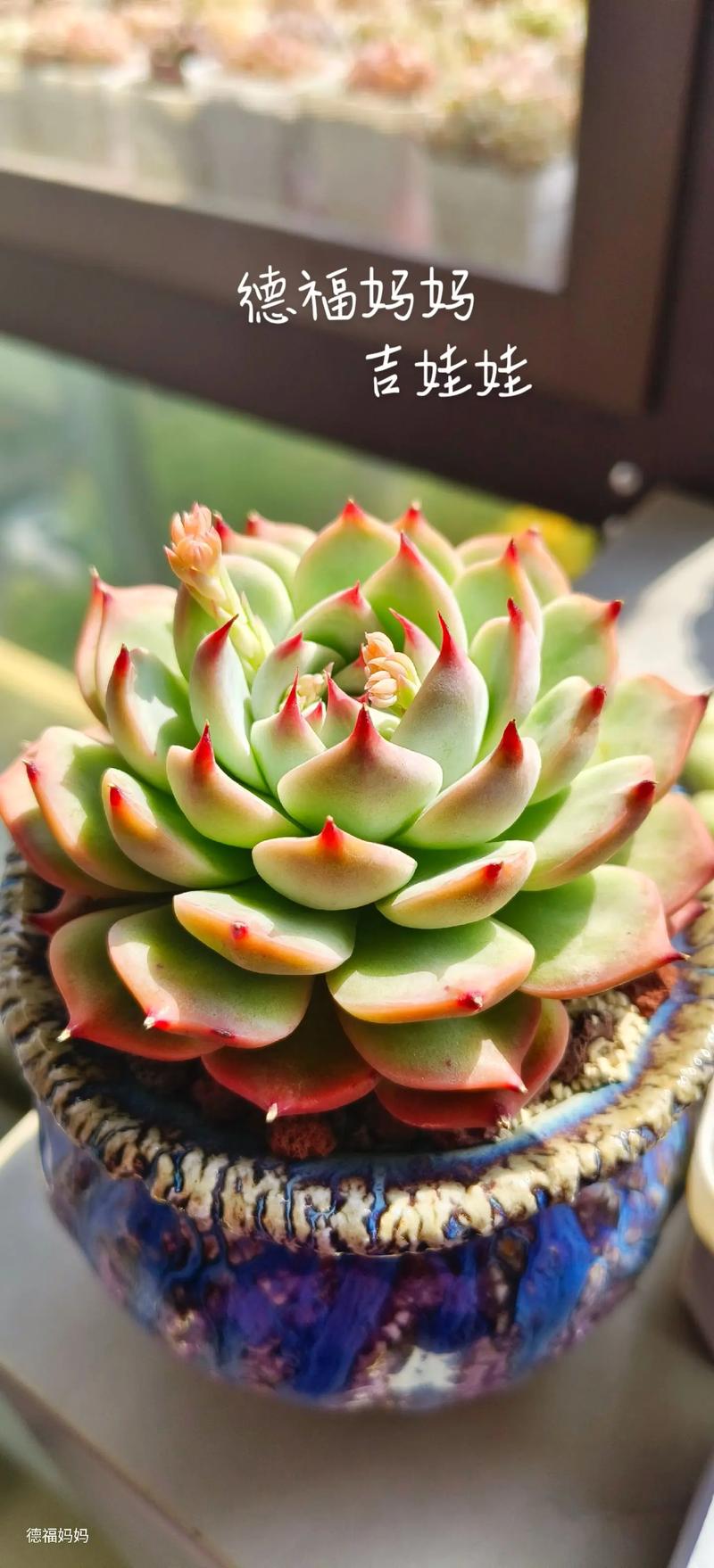 吉娃娃盆栽怎么养？有哪些品种？-第2张图片-吾爱花网