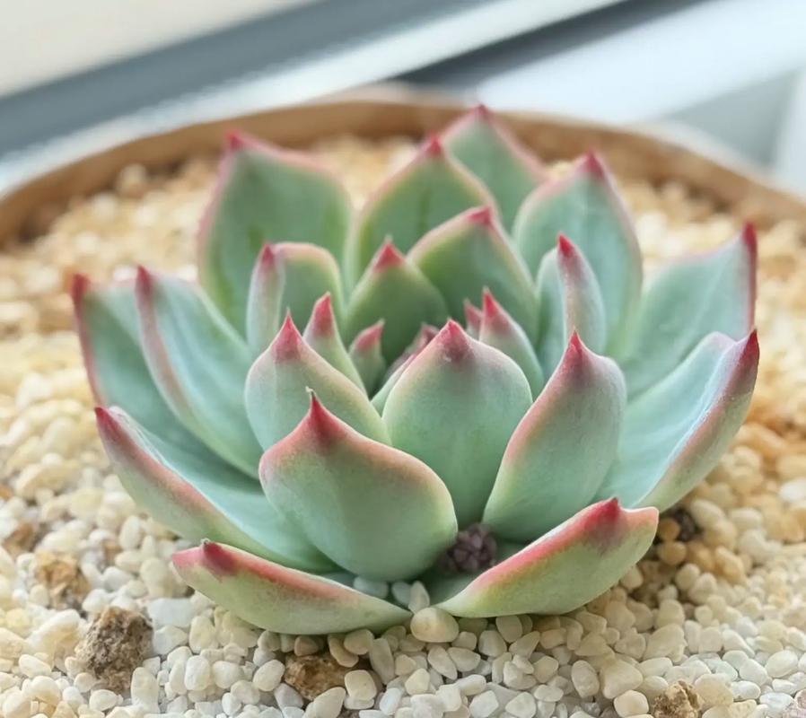 吉娃娃盆栽怎么养？有哪些品种？-第1张图片-吾爱花网