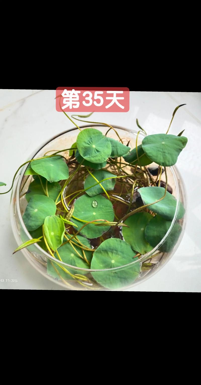 水培碗莲放什么药片合适？-第1张图片-吾爱花网