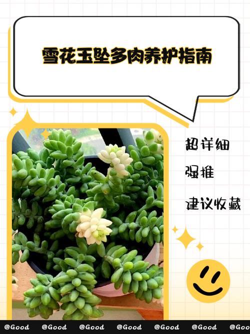 冬季多肉修根种植有哪些关键步骤？-第1张图片-吾爱花网