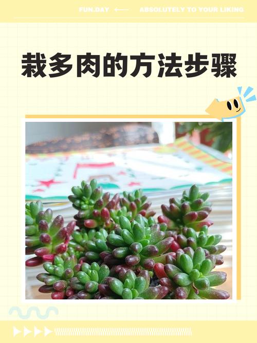 冬季多肉修根种植有哪些关键步骤？-第2张图片-吾爱花网