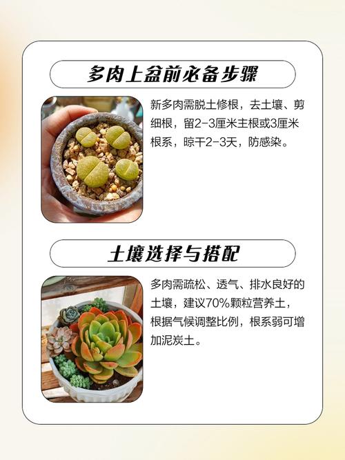 干土栽多肉几天浇一次水？-第3张图片-吾爱花网