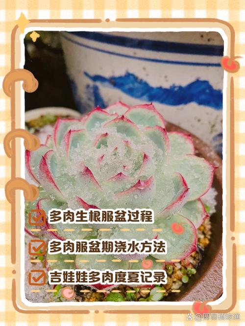 多肉多头繁殖，分株还是扦插？-第1张图片-吾爱花网