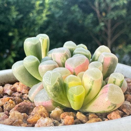 立秋后多肉还能晒太阳吗？-第2张图片-吾爱花网