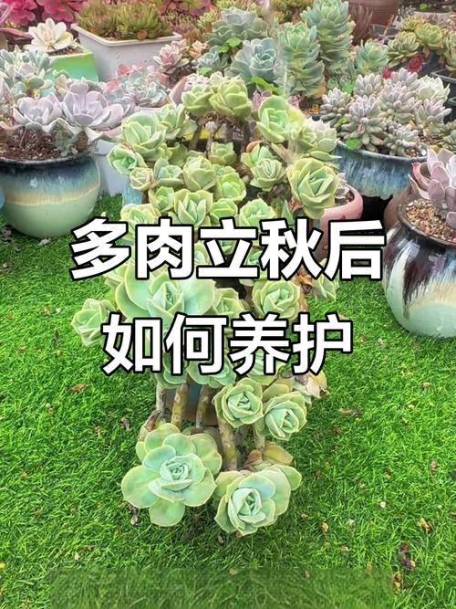 立秋后多肉还能晒太阳吗？-第3张图片-吾爱花网