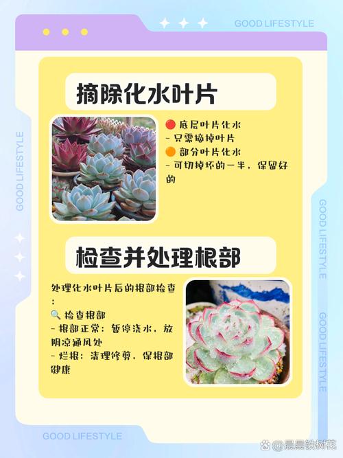 刚入手的多肉怎么处理？-第3张图片-吾爱花网
