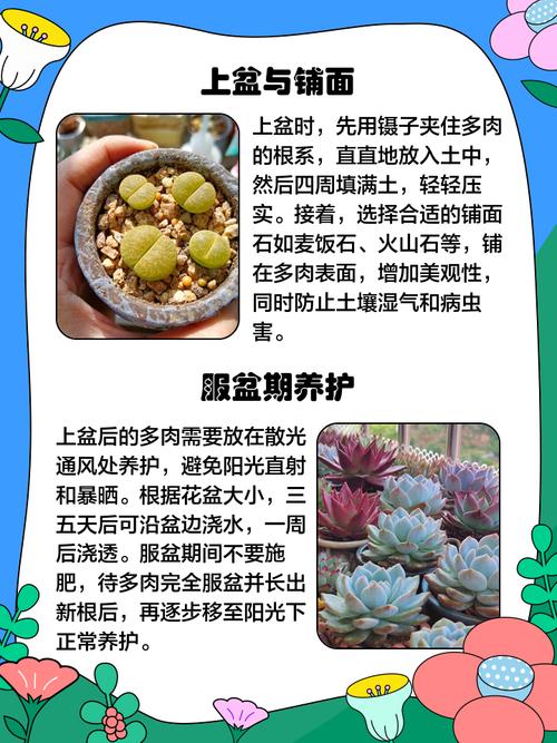 刚入手的多肉怎么处理？-第1张图片-吾爱花网