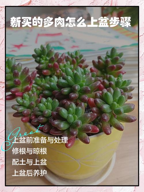 刚入手的多肉怎么处理？-第2张图片-吾爱花网