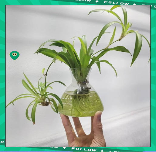 吊兰水培能和鱼一起养吗？-第3张图片-吾爱花网