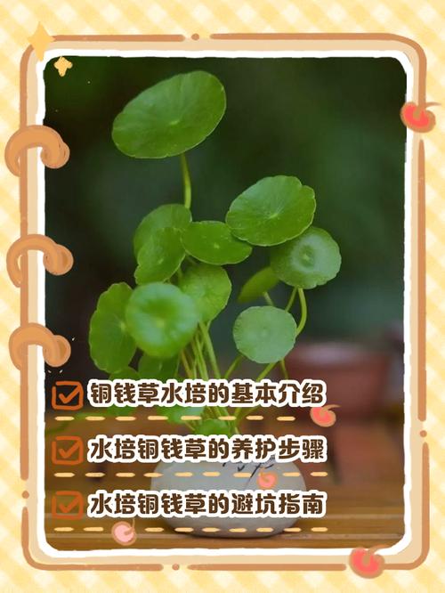 铜钱草分盆后水培怎么养护？-第1张图片-吾爱花网