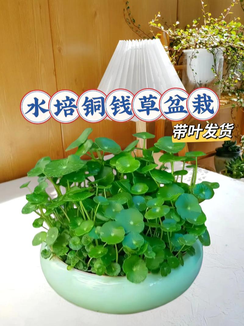 铜钱草分盆后水培怎么养护？-第3张图片-吾爱花网