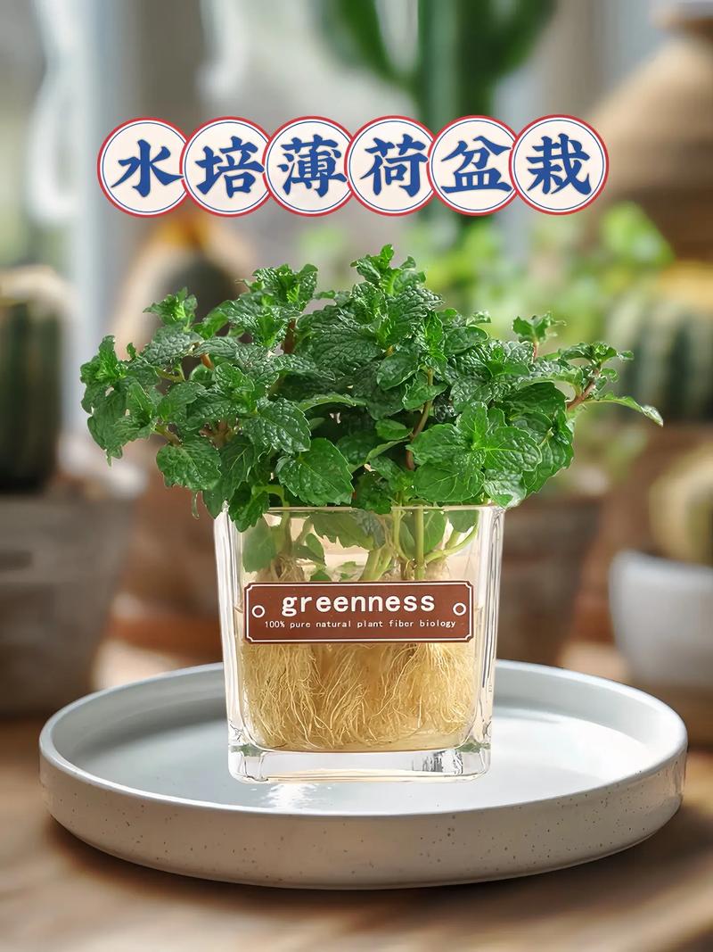 水培薄荷能转土栽吗？-第1张图片-吾爱花网