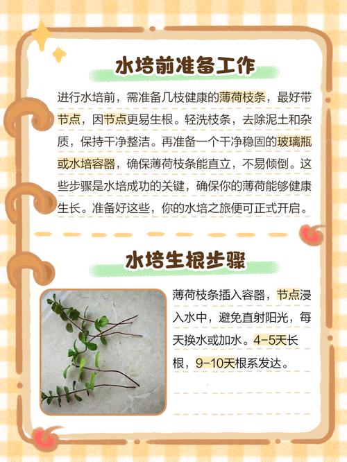 水培薄荷能转土栽吗？-第2张图片-吾爱花网