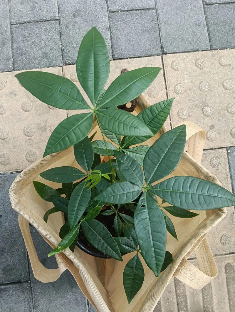 水培发财树叶子怎么养大？-第2张图片-吾爱花网