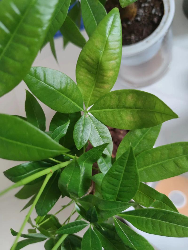 水培发财树叶子怎么养大？-第3张图片-吾爱花网