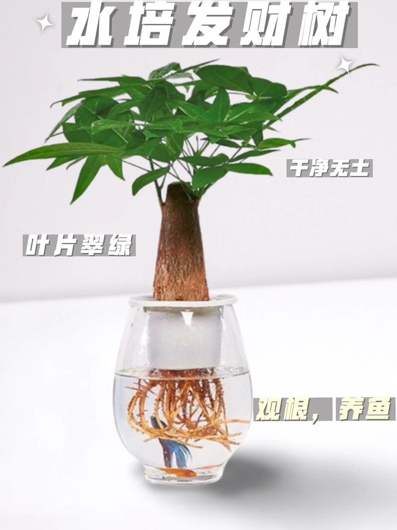 水培发财树叶子怎么养大？-第1张图片-吾爱花网