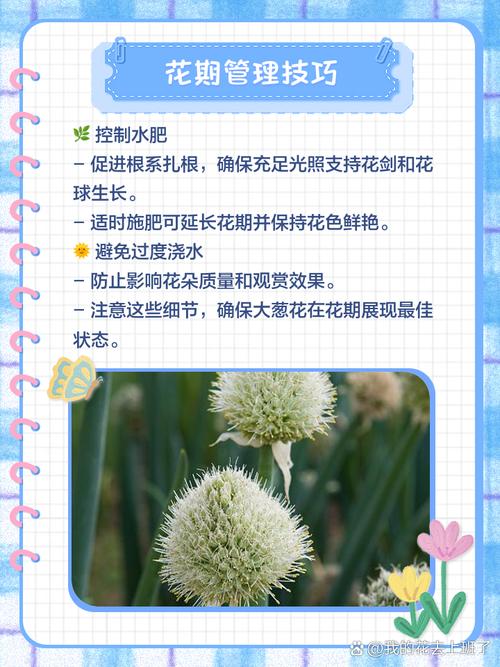 冬天花盆大葱怎么栽活？-第1张图片-吾爱花网