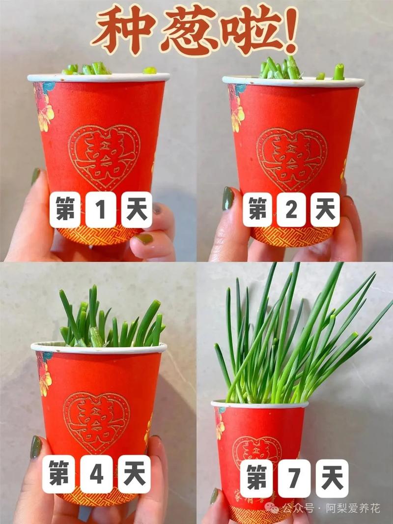 冬天花盆大葱怎么栽活？-第2张图片-吾爱花网