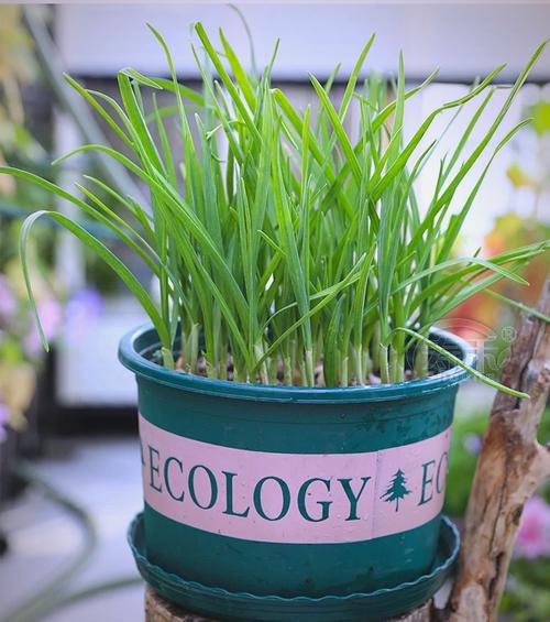 冬天花盆大葱怎么栽活？-第3张图片-吾爱花网