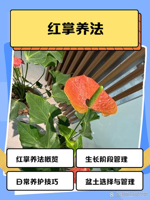 水培红掌施肥怎么施才正确？-第2张图片-吾爱花网