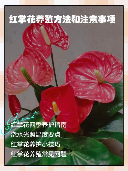 水培红掌施肥怎么施才正确？-第1张图片-吾爱花网