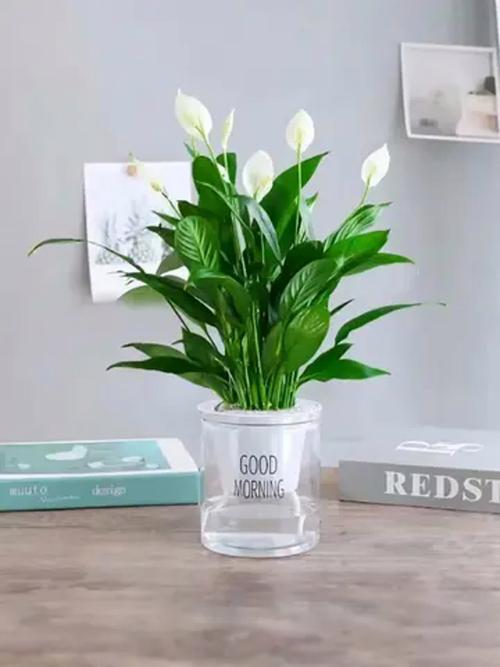 水培白掌配什么陶粒最养眼？-第3张图片-吾爱花网