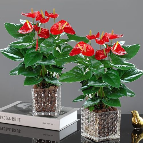 水培白掌配什么陶粒最养眼？-第1张图片-吾爱花网