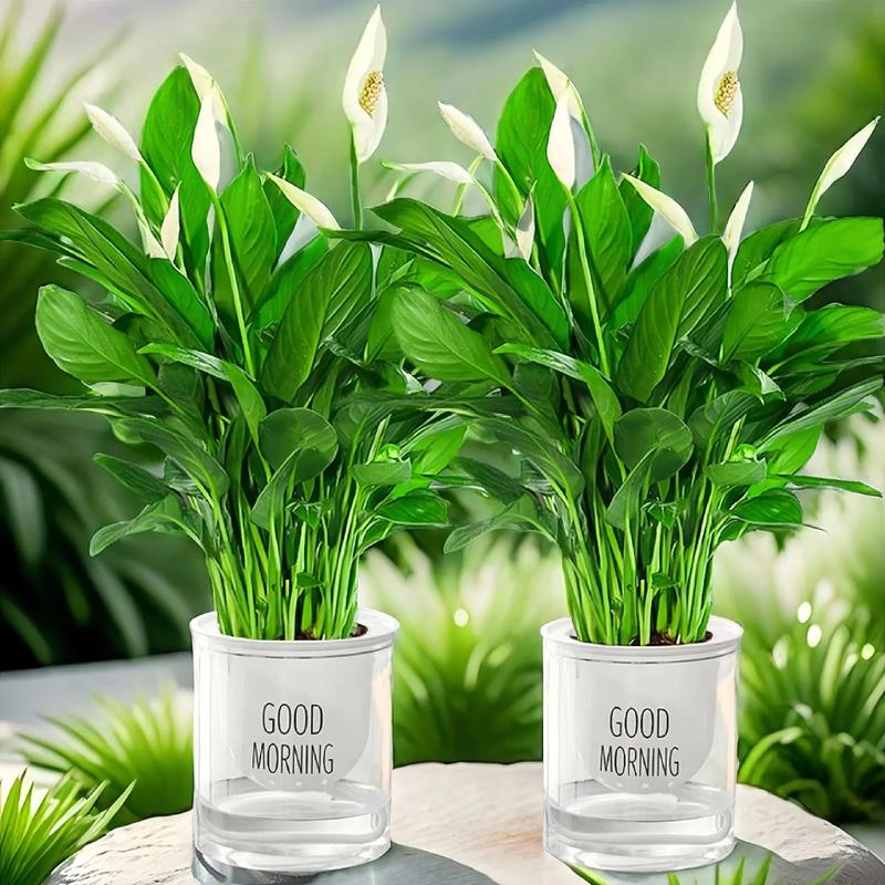 水培白掌配什么陶粒最养眼？-第2张图片-吾爱花网