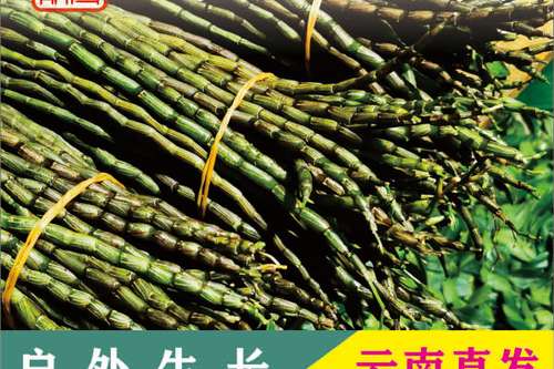 紫皮石斛盆栽怎么养才好？-第1张图片-吾爱花网