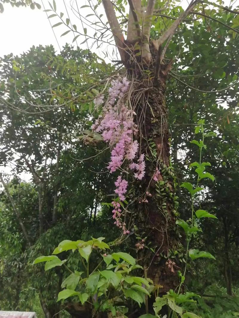 紫皮石斛盆栽怎么养才好？-第2张图片-吾爱花网