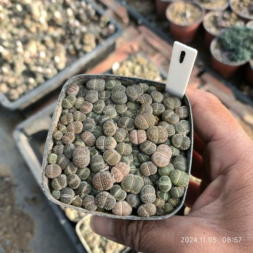 和帝玉的多肉替身有哪些？-第3张图片-吾爱花网