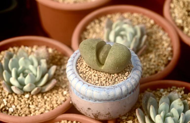 和帝玉的多肉替身有哪些？-第2张图片-吾爱花网