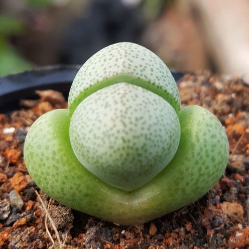 和帝玉的多肉替身有哪些？-第1张图片-吾爱花网