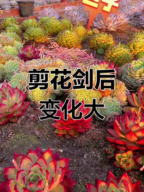 多肉花瓣枯萎要剪掉吗？-第3张图片-吾爱花网