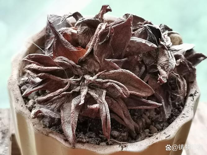 多肉花瓣枯萎要剪掉吗？-第2张图片-吾爱花网