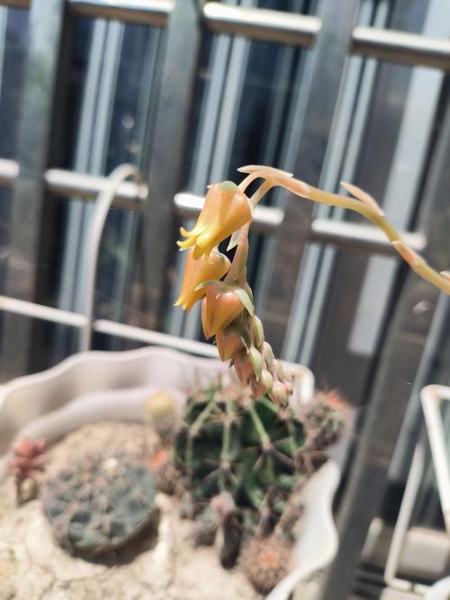 多肉花瓣枯萎要剪掉吗？-第1张图片-吾爱花网