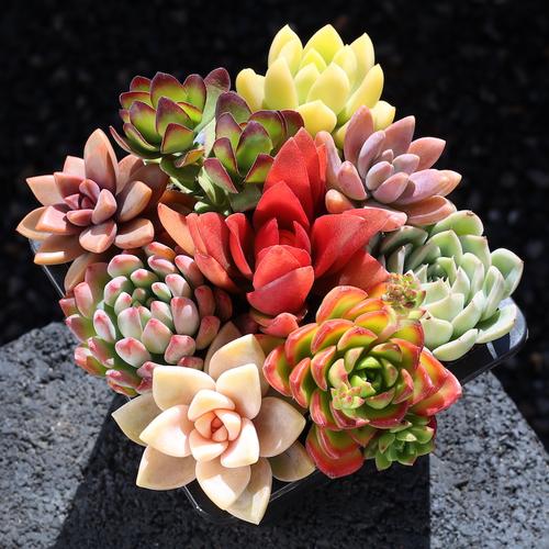 多肉花组合有哪些创意搭配？-第1张图片-吾爱花网