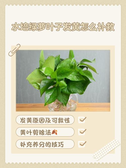 水培绿萝黄了怎样补回来-第1张图片-吾爱花网