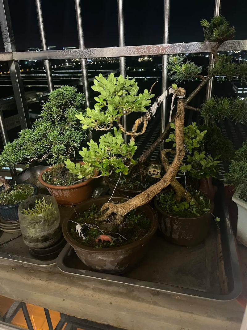 哪些盆栽能帮屋子降温？-第2张图片-吾爱花网