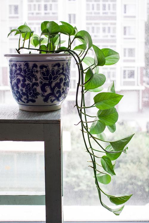 哪些盆栽能帮屋子降温？-第1张图片-吾爱花网