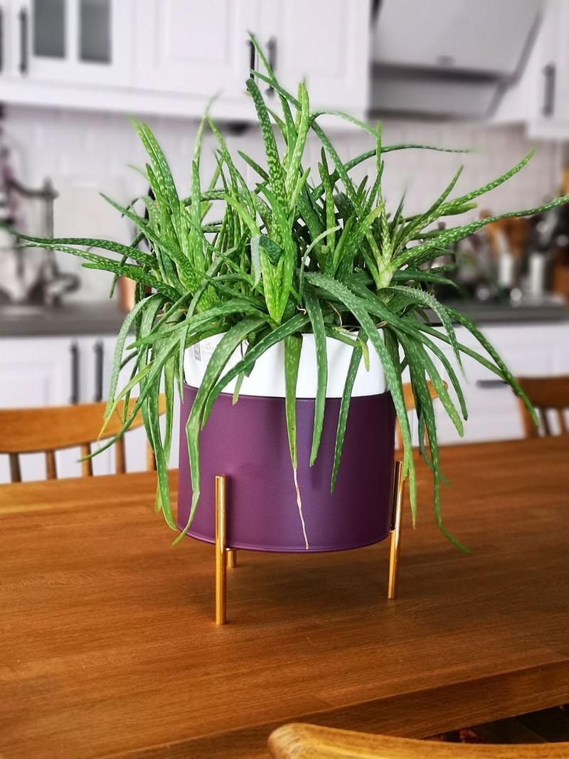 哪些盆栽能帮屋子降温？-第3张图片-吾爱花网