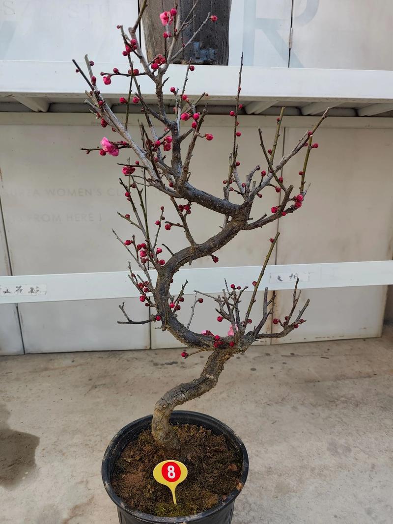 红梅盆栽图片有哪些经典造型？-第3张图片-吾爱花网