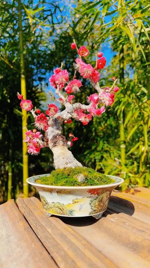 红梅盆栽图片有哪些经典造型？-第2张图片-吾爱花网