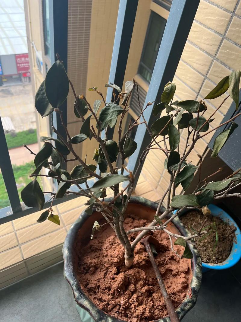 夏季室内盆栽茶花为何落叶？-第1张图片-吾爱花网