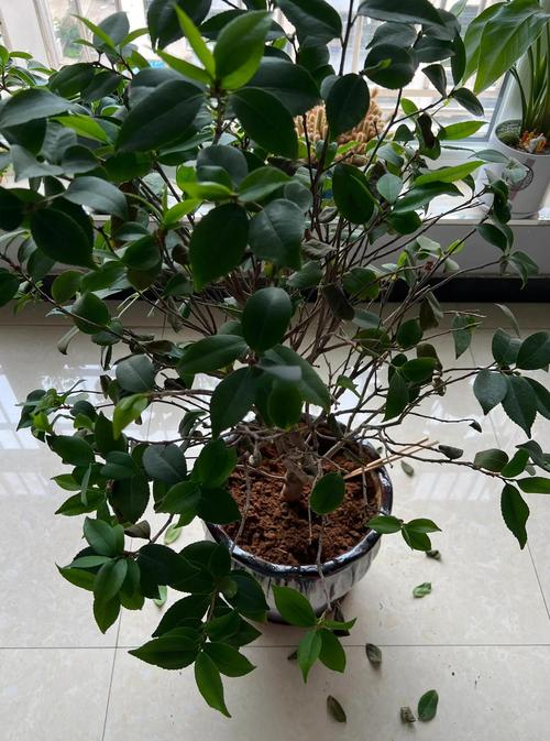 夏季室内盆栽茶花为何落叶？-第2张图片-吾爱花网
