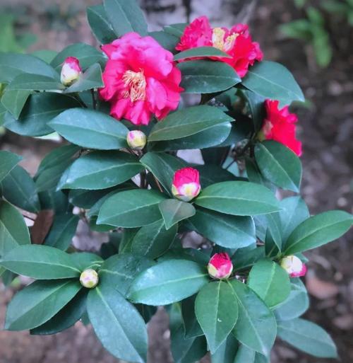 夏季室内盆栽茶花为何落叶？-第3张图片-吾爱花网